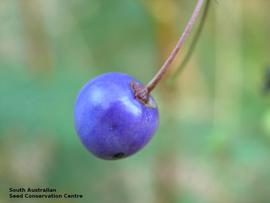   Fruit:   Dianella callicarpa ; Photo by South Australian Seed Conservation Centre, used with permission
